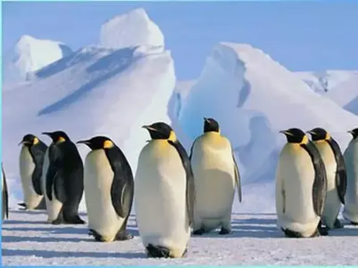 Пингвины в Антактиде